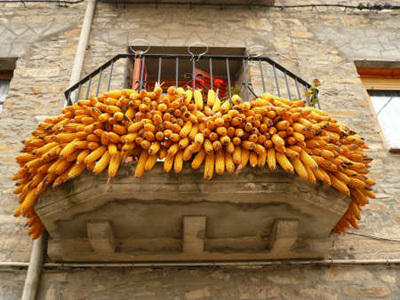 bunches of maze cop hung out to dryの写真素材