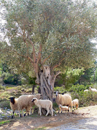 sheep grazing next to olive treesの写真素材