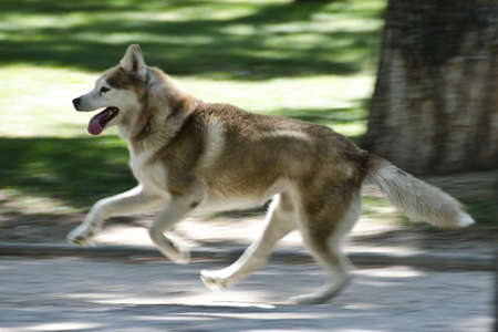 Siberian husky running in a park