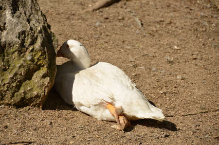 white duck sitting next to a rockの写真素材