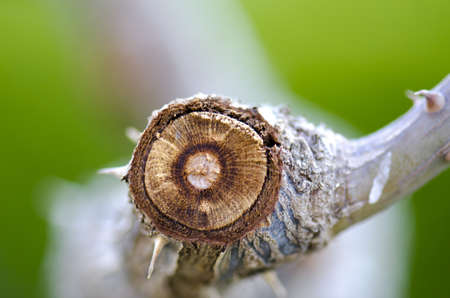 Close up of a freshly cut branch on a plant in a park in spainの写真素材