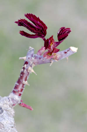 The beginning of spring shoots on plants in a park in spain