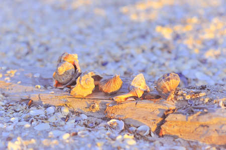 Seashells