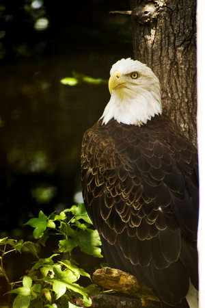 Bald Eagle perched on tree vertical