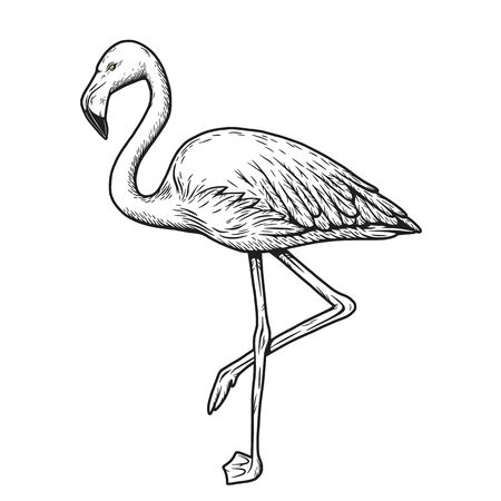 Pink hand drawn exotic animals flamingo vector illustration isolated on white backgroundのイラスト素材
