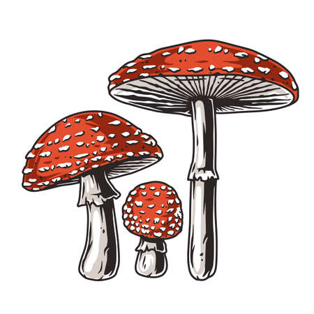 Mushroom picking of amanita. Fly agaric mushroomsのイラスト素材