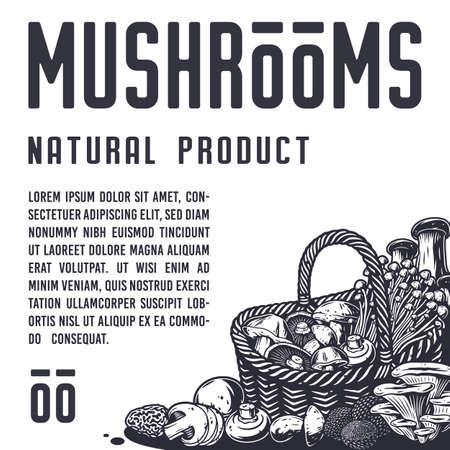 Mushroom picking. Nature mushrooms fungus or fungi illustration.のイラスト素材