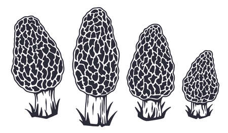 Mushroom picking. Fungus morel or fungi morels illustration.のイラスト素材
