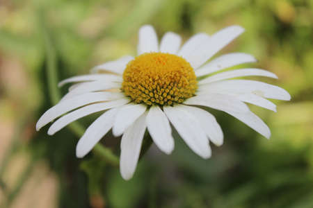 Flowerの写真素材