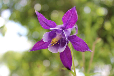 Flowerの写真素材