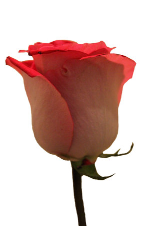 Close-up image of a red rose flower.の写真素材