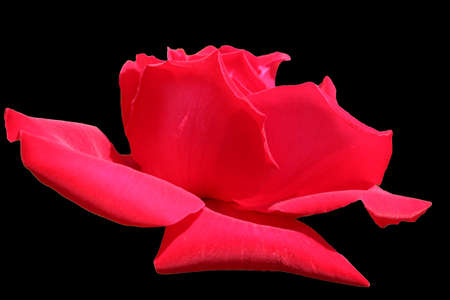 Close-up image of a red flower on a black background.の写真素材