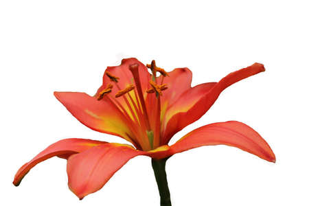 Close-up image of a red flower の写真素材