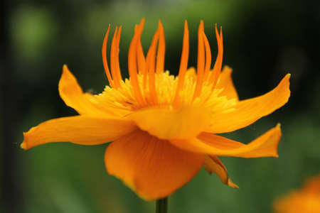 Close-up of orange flower resembling flames の写真素材