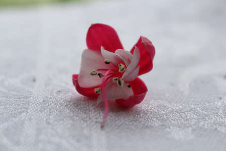 Violet-pink clematis, flower, nature の写真素材