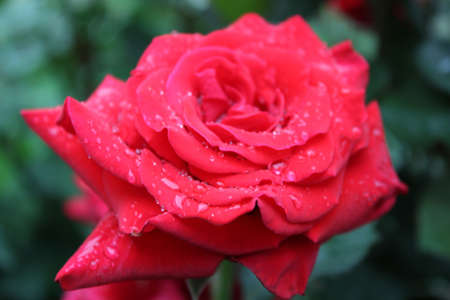 Close-up image of a red rose with dew drops の写真素材