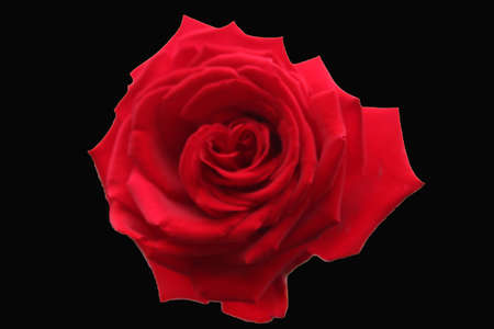 Close-up image of a red rose flower の写真素材