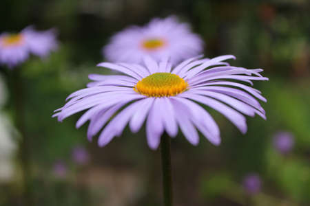 Beautiful purple flower, nature の写真素材