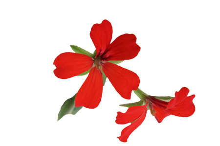Close-up image of a red flower の写真素材