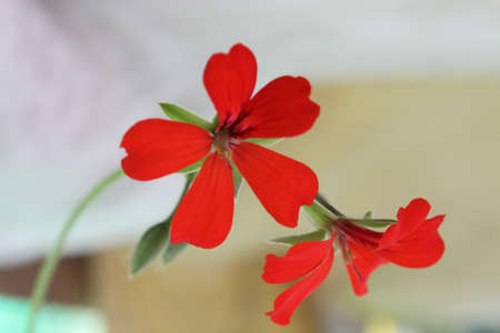 Close-up image of a red flower 