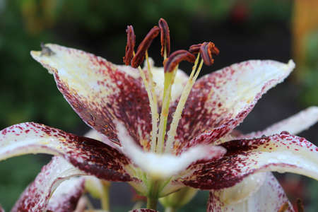 Close-up image of a beautiful flower of the Lily.の写真素材