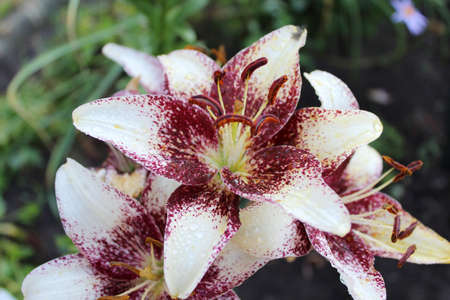 Close-up image of a beautiful flower of the Lily.の写真素材