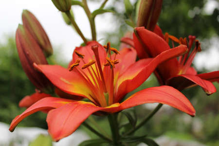 Close-up image of a red flower.の写真素材