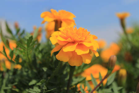 Orange flowers on a background of blue sky.の写真素材