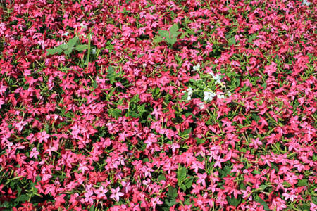 Photo of small pink flowers.の写真素材
