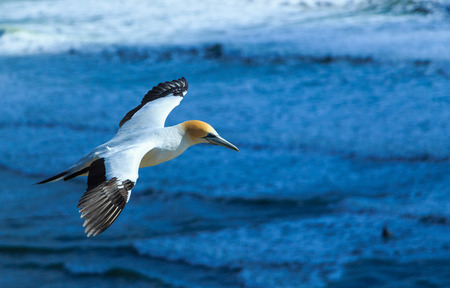 A soaring Gannet at Piha Beach, New Zealand.の写真素材