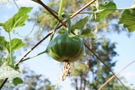 Green pumpkin hanging on a metal rail.の写真素材