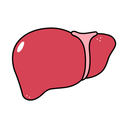 Cute funny Liver icon. Vector hand drawn traditional cartoon vintage, retro kawaii character illustration icon. Isolated white background. Liver character conceptのイラスト素材