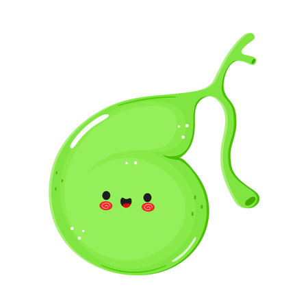 Gallbladder character. Vector hand drawn cartoon kawaii character illustration icon. Isolated on white background. Gallbladder character conceptのイラスト素材