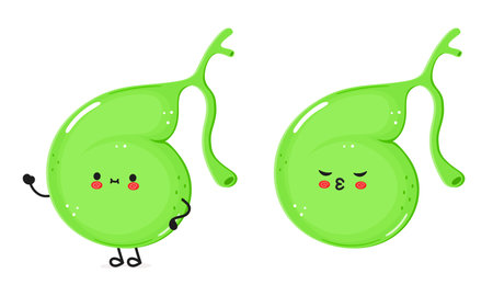 Gallbladder character. Vector hand drawn cartoon kawaii character illustration icon. Isolated on white background. Gallbladder character conceptのイラスト素材