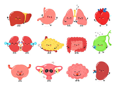 Happy Human Internal Organs Cute Cartoon Organ Characters in a Cheerful Illustration Setのイラスト素材