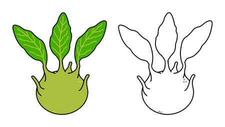 Illustration of a kohlrabi, presented in both color and outline versions, perfect for educational materials or design projects.のイラスト素材