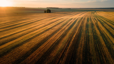 An aerial view of a vast golden field with rows, bathed in warm sunlight, creating long shadows across the landscape.の素材