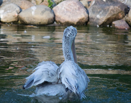 Dalmatian Pelican - Pelecanus crispusの写真素材