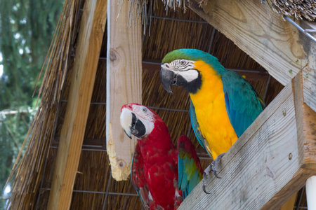 Colorful macaw parrots sitting on a wooden pergola.