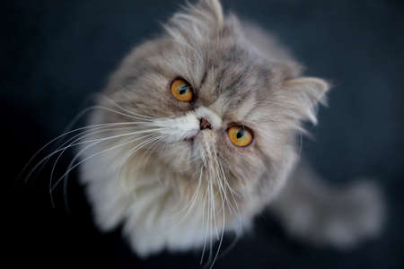 gray persian cat on dark blue backgroundの写真素材