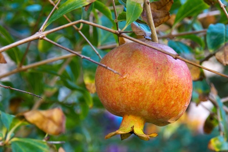 A pomegranate growing on the treeの写真素材