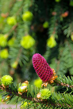 Fir red cone on the branchの写真素材