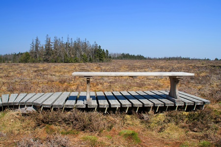Bench in the park on the bog 