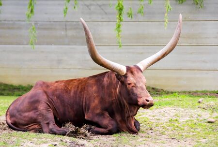 Brown bull is lying on the grassの写真素材