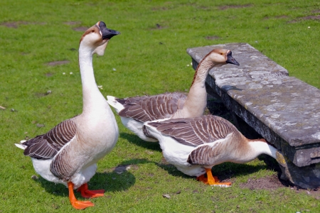 Grey geese in the parkの写真素材
