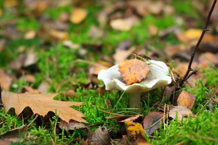 White russula mushroom on the green mossの写真素材
