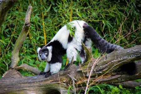 Black and white ruffed lemur in zoo