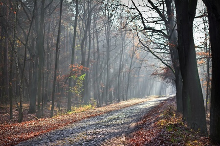A rural gravel road dissapearing into the misty fogの写真素材