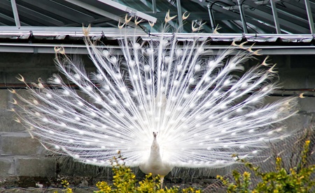 Albino peacock with tail feathers fanned outの写真素材