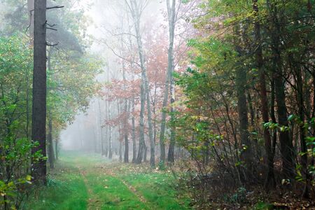 The shot of misty fall roadの写真素材